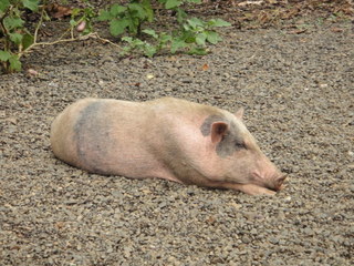 DSC00528.JPG