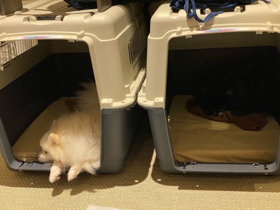 IMG-3509.jpeg